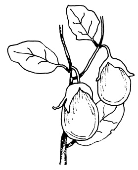 Иллюстрация к книге — Овощи и зелень. Огород на моем подоконнике [i_048.jpg]