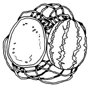 Иллюстрация к книге — Овощи и зелень. Огород на моем подоконнике [i_053.jpg]