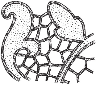 Иллюстрация к книге — Вышивка ришелье [i_019.jpg]