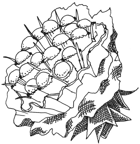 Иллюстрация к книге — Букеты из конфет [i_009.jpg]