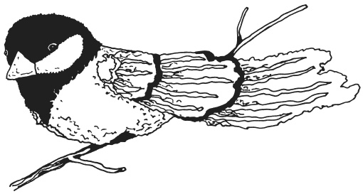 Иллюстрация к книге — Фелтинг. Удивительные поделки из свалянной шерсти [i_011.jpg]