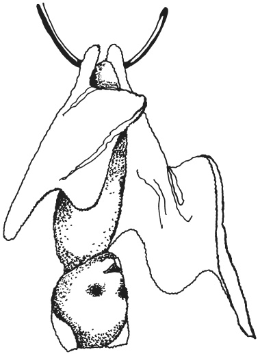 Иллюстрация к книге — Фелтинг. Удивительные поделки из свалянной шерсти [i_025.jpg]