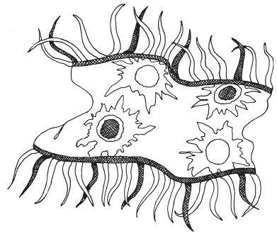 Иллюстрация к книге — Фелтинг. Удивительные поделки из свалянной шерсти [i_042.jpg]