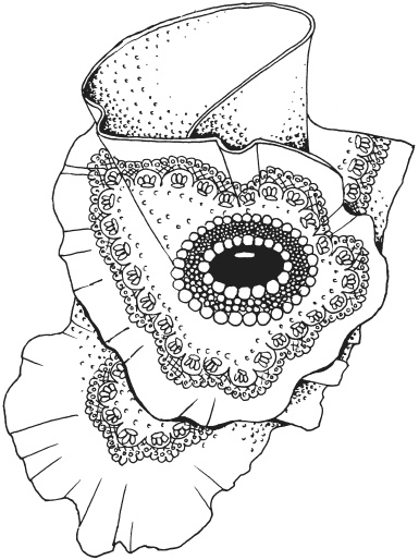 Иллюстрация к книге — Фелтинг. Удивительные поделки из свалянной шерсти [i_046.jpg]