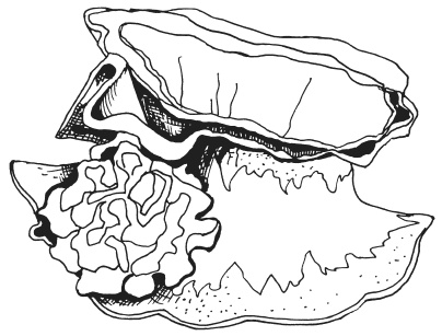 Иллюстрация к книге — Фелтинг. Удивительные поделки из свалянной шерсти [i_055.jpg]