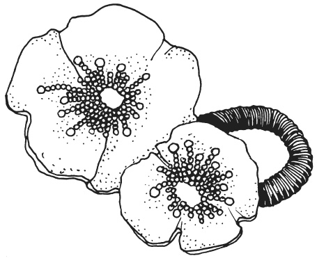 Иллюстрация к книге — Фелтинг. Удивительные поделки из свалянной шерсти [i_070.jpg]