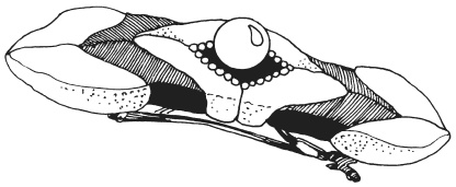 Иллюстрация к книге — Фелтинг. Удивительные поделки из свалянной шерсти [i_071.jpg]