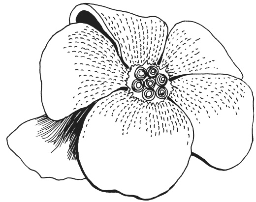 Иллюстрация к книге — Фелтинг. Удивительные поделки из свалянной шерсти [i_077.jpg]