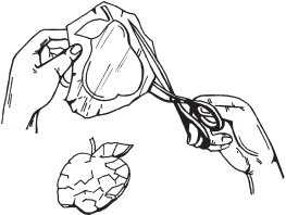 Иллюстрация к книге — Цветы и деревья из яичной скорлупы и бисера [_05.jpg]