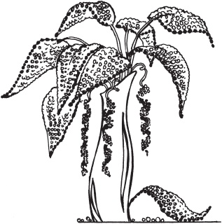 Иллюстрация к книге — Цветы и деревья из яичной скорлупы и бисера [_114.jpg]