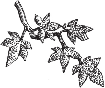 Иллюстрация к книге — Цветы и деревья из яичной скорлупы и бисера [_115.jpg]