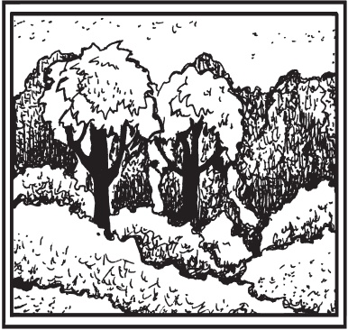 Иллюстрация к книге — Цветы и деревья из яичной скорлупы и бисера [_28.jpg]