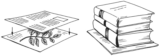 Иллюстрация к книге — Поделки из засушенных цветов и листьев [i_006.jpg]