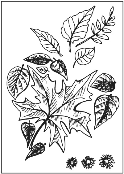 Иллюстрация к книге — Поделки из засушенных цветов и листьев [i_012.jpg]