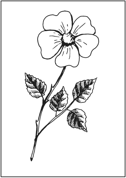 Иллюстрация к книге — Поделки из засушенных цветов и листьев [i_020.jpg]