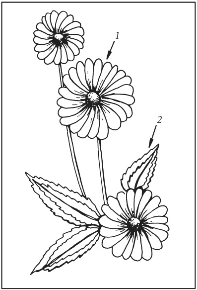 Иллюстрация к книге — Поделки из засушенных цветов и листьев [i_021.jpg]