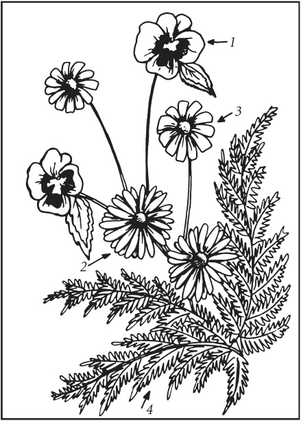 Иллюстрация к книге — Поделки из засушенных цветов и листьев [i_022.jpg]