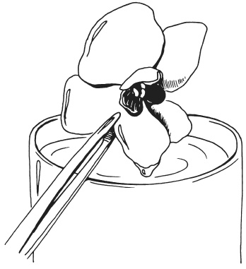 Иллюстрация к книге — Поделки из засушенных цветов и листьев [i_025.jpg]