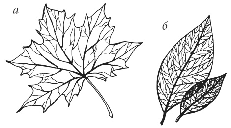 Иллюстрация к книге — Поделки из засушенных цветов и листьев [i_029.jpg]