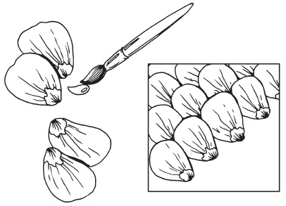Иллюстрация к книге — Поделки из засушенных цветов и листьев [i_033.jpg]