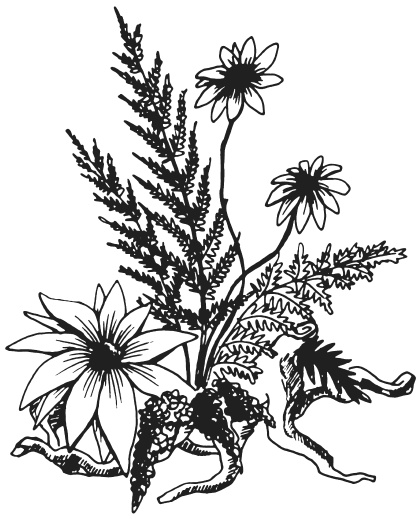 Иллюстрация к книге — Поделки из засушенных цветов и листьев [i_041.jpg]