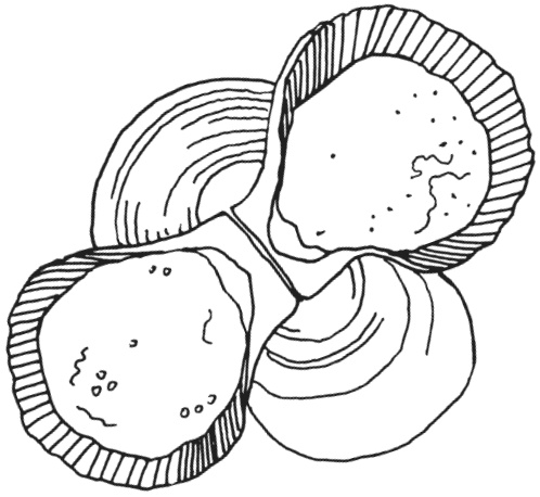 Иллюстрация к книге — Поделки из морских камешков и ракушек [_20130820_151912.jpg]