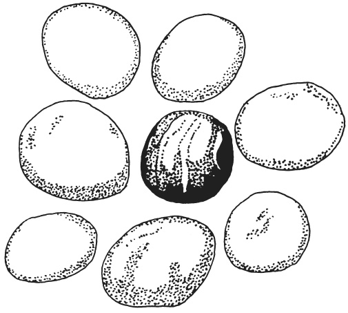 Иллюстрация к книге — Поделки из морских камешков и ракушек [_20130820_152733.jpg]