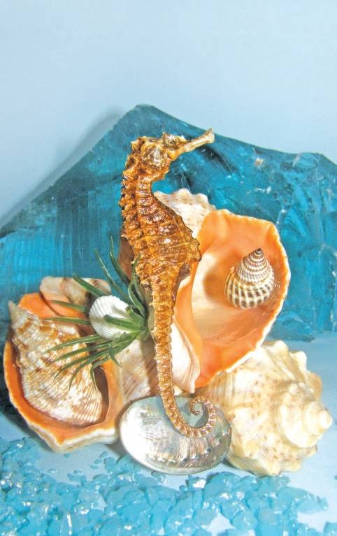 Иллюстрация к книге — Поделки из морских камешков и ракушек [_3.jpg]