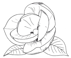 Иллюстрация к книге — Поделки из бумаги, игрушки, сувениры и подарки [i_062.jpg]