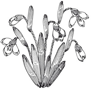 Иллюстрация к книге — Вышивка шелковыми лентами [i_048.jpg]