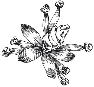 Иллюстрация к книге — Вышивка шелковыми лентами [i_054.jpg]