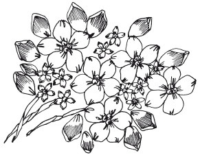 Иллюстрация к книге — Вышивка шелковыми лентами [i_055.jpg]