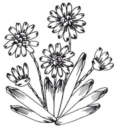 Иллюстрация к книге — Вышивка шелковыми лентами [i_062.jpg]