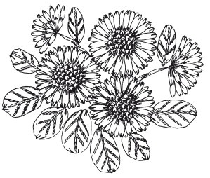 Иллюстрация к книге — Вышивка шелковыми лентами [i_066.jpg]