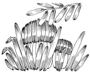 Иллюстрация к книге — Вышивка шелковыми лентами [i_067.jpg]