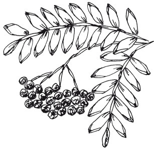 Иллюстрация к книге — Вышивка шелковыми лентами [i_070.jpg]