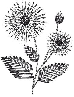 Иллюстрация к книге — Вышивка шелковыми лентами [i_072.jpg]