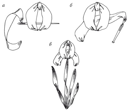 Иллюстрация к книге — Вышивка шелковыми лентами [i_081.jpg]