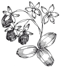 Иллюстрация к книге — Вышивка шелковыми лентами [i_089.jpg]