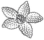 Иллюстрация к книге — Бисер. Украшения на любой вкус [i_017.jpg]