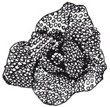 Иллюстрация к книге — Бисер. Украшения на любой вкус [i_112.jpg]