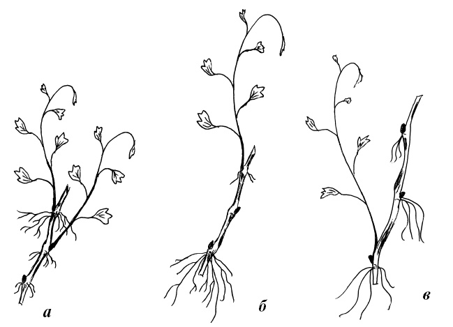 Иллюстрация к книге — Секреты выращивания винограда в любом климате. Проверенные способы формировки винограда [i_001.jpg]