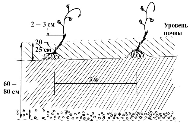 Иллюстрация к книге — Секреты выращивания винограда в любом климате. Проверенные способы формировки винограда [i_004.jpg]