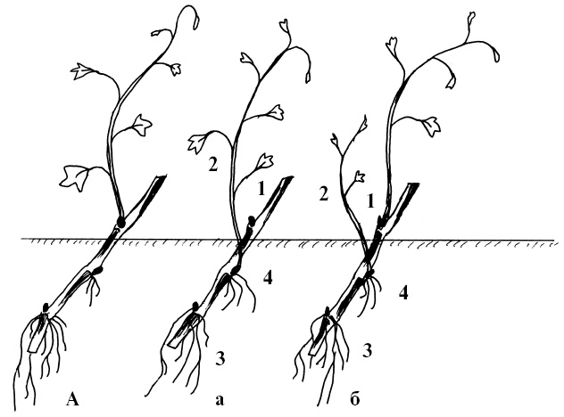 Иллюстрация к книге — Секреты выращивания винограда в любом климате. Проверенные способы формировки винограда [i_006.jpg]