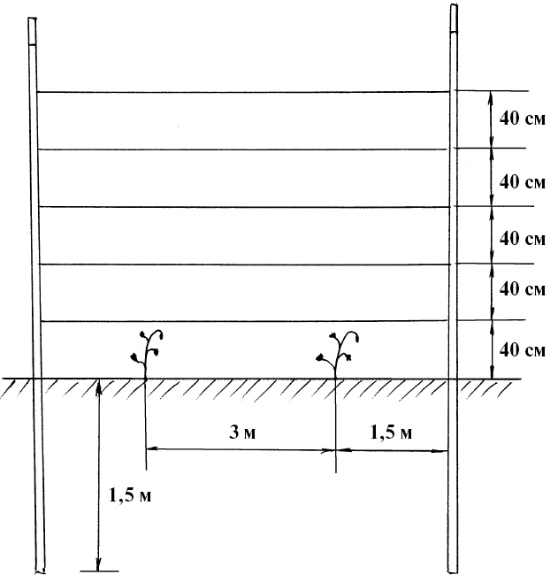 Иллюстрация к книге — Секреты выращивания винограда в любом климате. Проверенные способы формировки винограда [i_007.jpg]