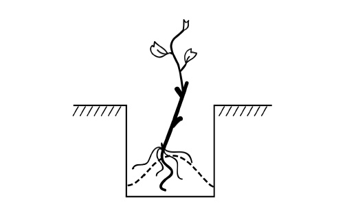 Иллюстрация к книге — Секреты выращивания винограда в любом климате. Проверенные способы формировки винограда [i_008.jpg]