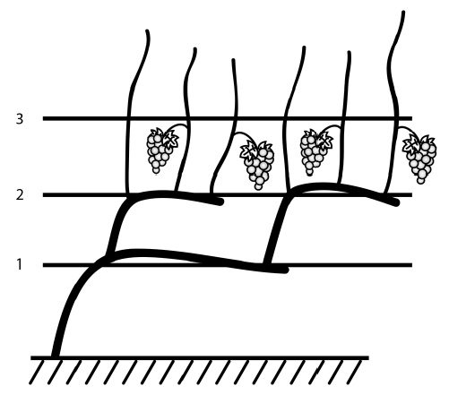 Иллюстрация к книге — Секреты выращивания винограда в любом климате. Проверенные способы формировки винограда [i_023.jpg]