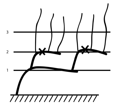 Иллюстрация к книге — Секреты выращивания винограда в любом климате. Проверенные способы формировки винограда [i_024.jpg]