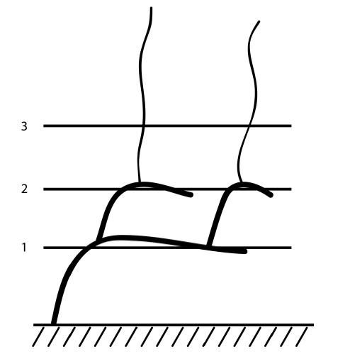 Иллюстрация к книге — Секреты выращивания винограда в любом климате. Проверенные способы формировки винограда [i_025.jpg]