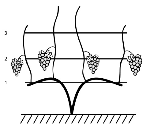 Иллюстрация к книге — Секреты выращивания винограда в любом климате. Проверенные способы формировки винограда [i_034.jpg]